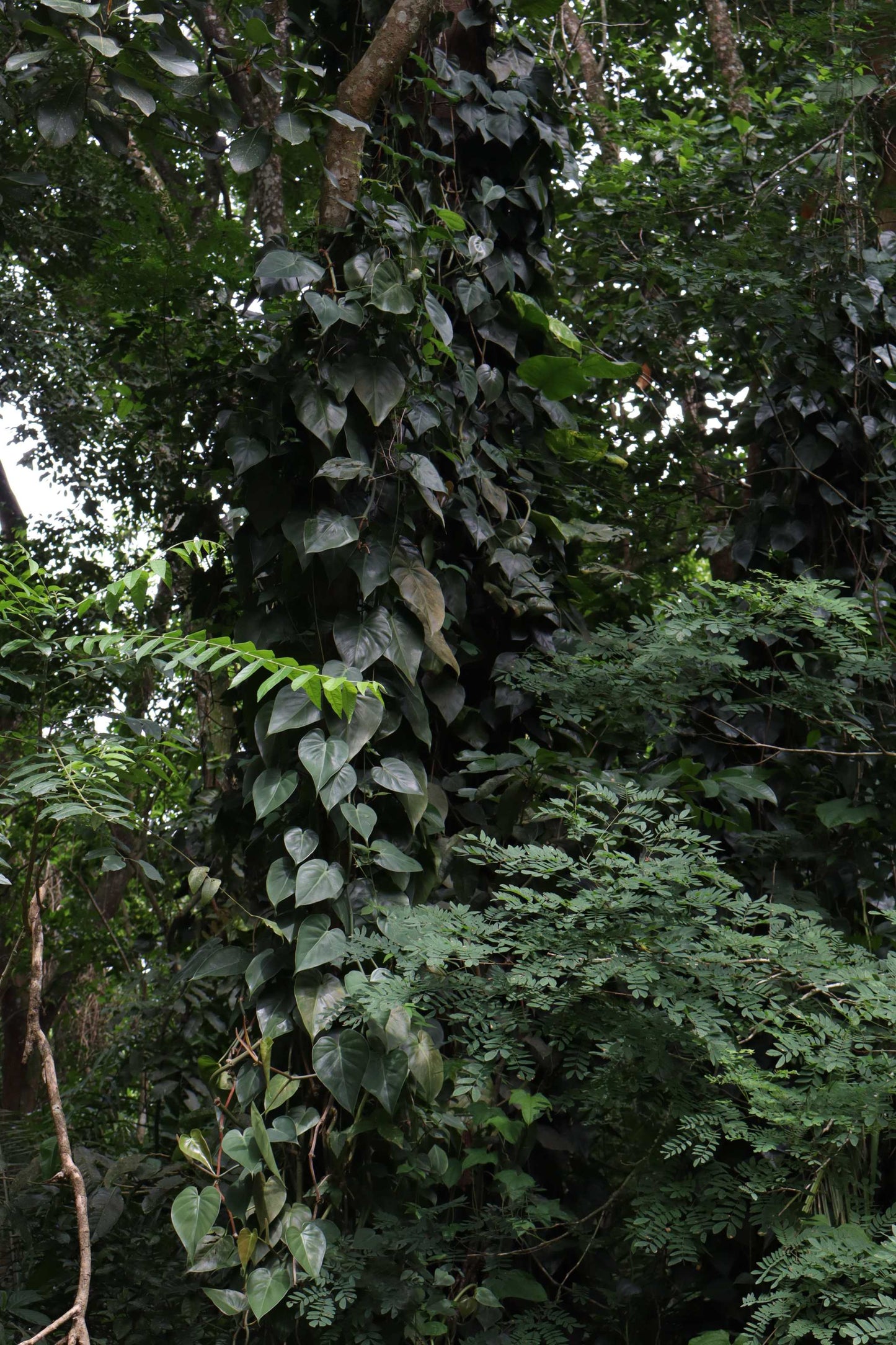 Philodendron hederaceum (klätterkalla)