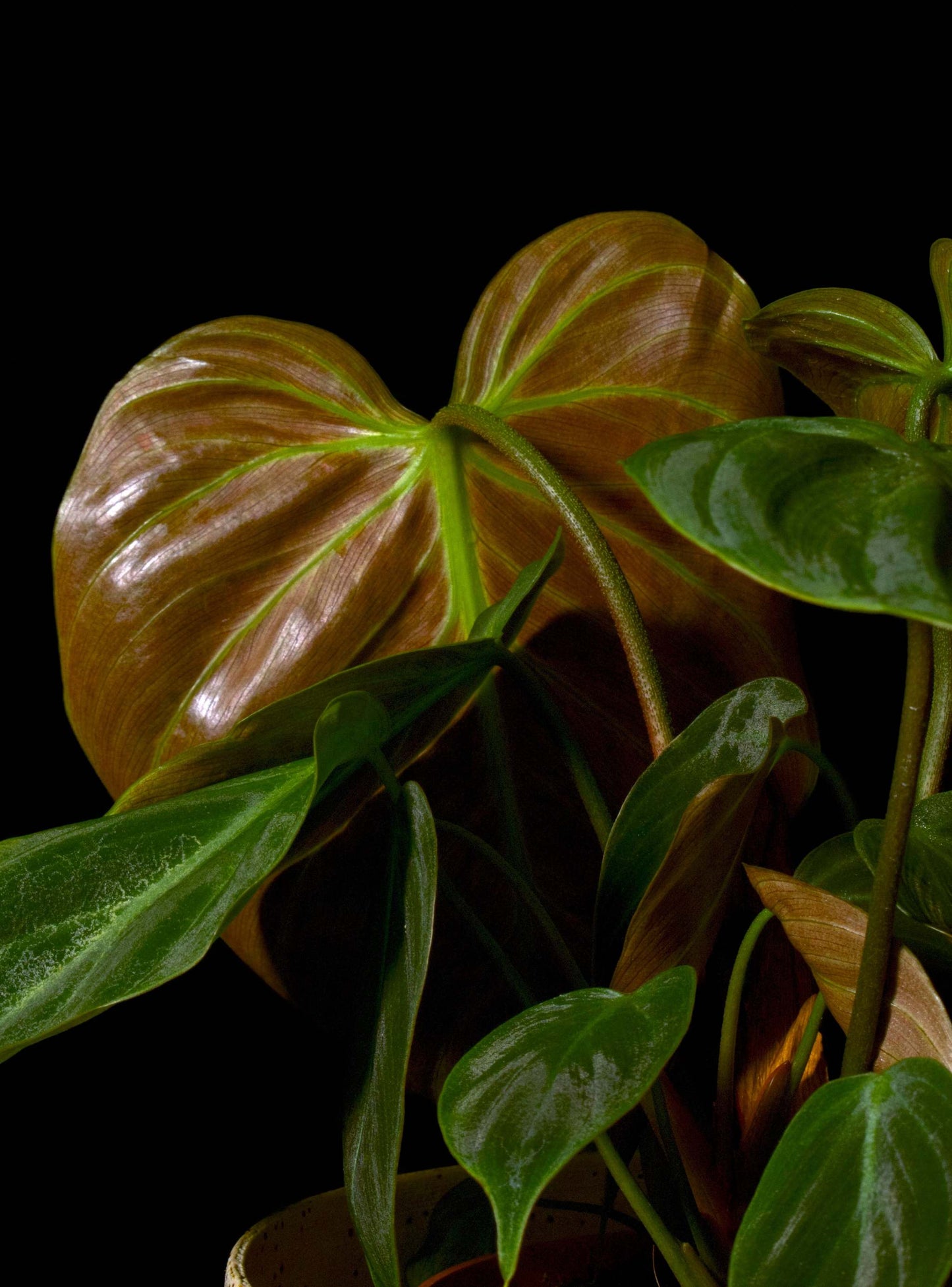 Philodendron rubrijuvenile 'El Choco Red'