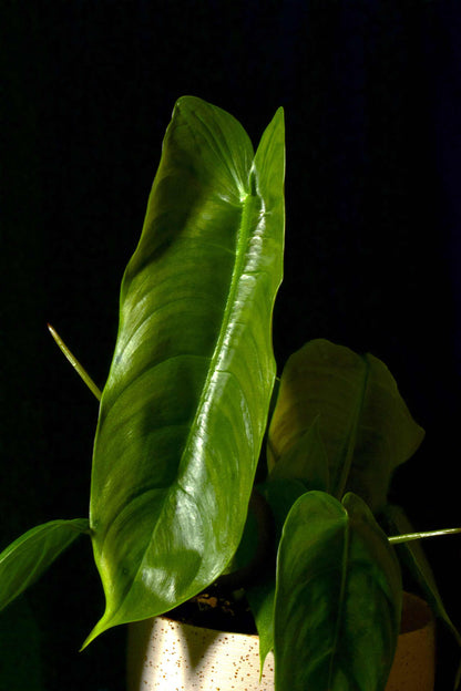 Philodendron Sharoniae