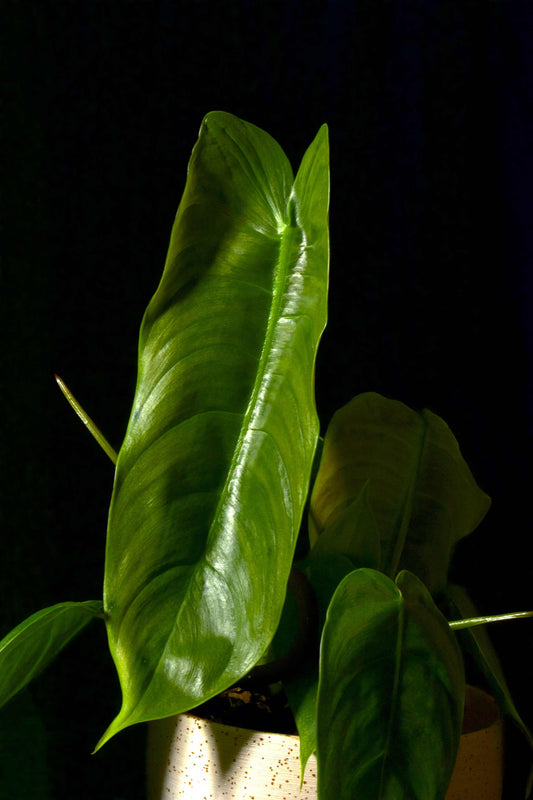 Philodendron Sharoniae