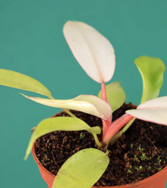 Philodendron Snowdrift