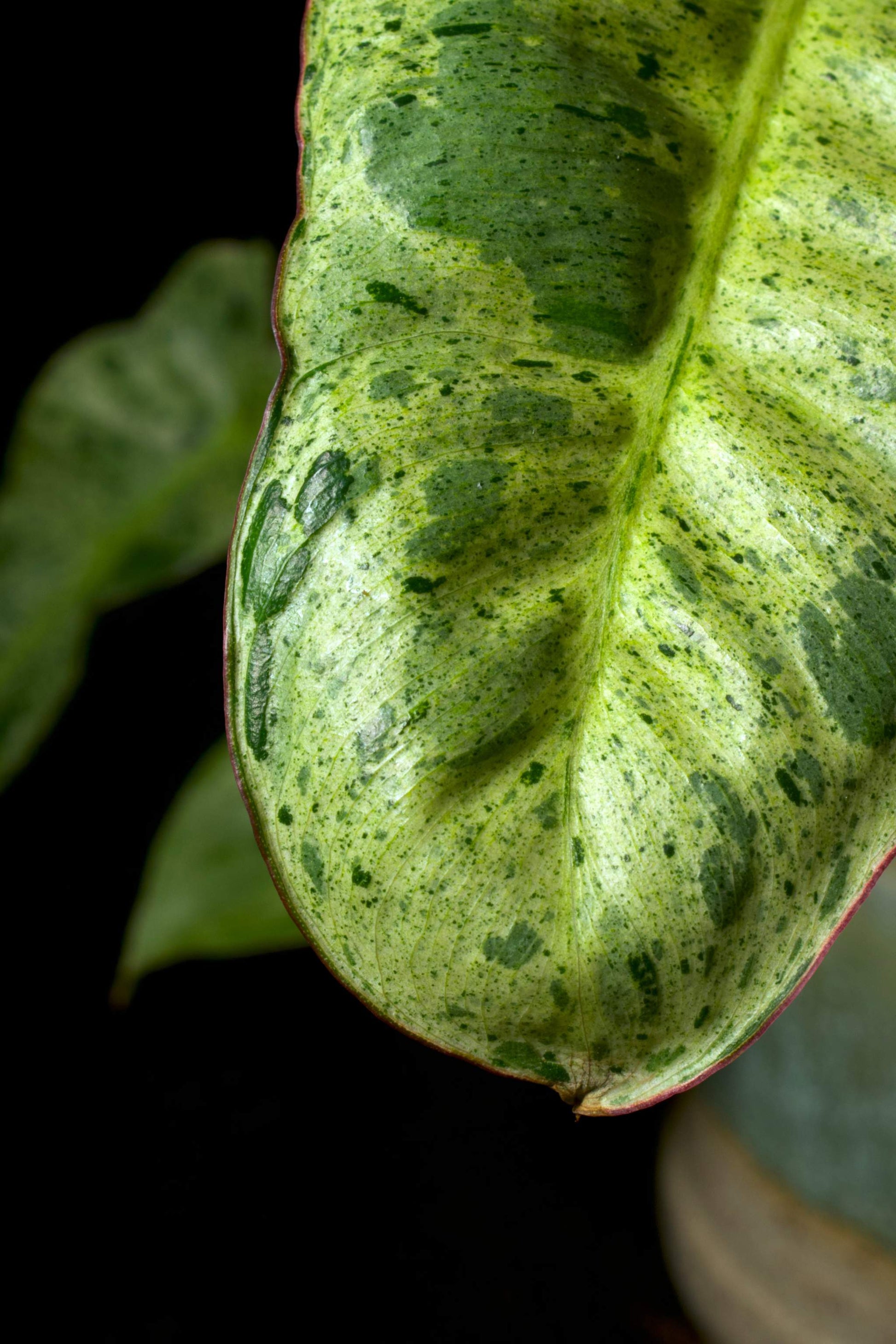 buy rare philodendron online Philodendron Paraiso Verde