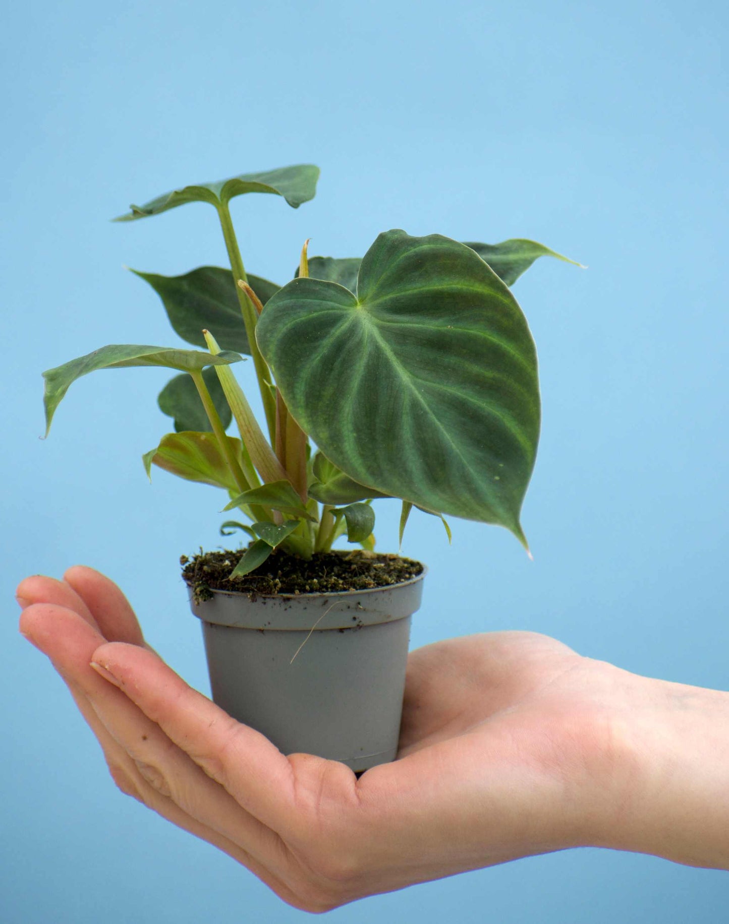 Philodendron verrucosum liten