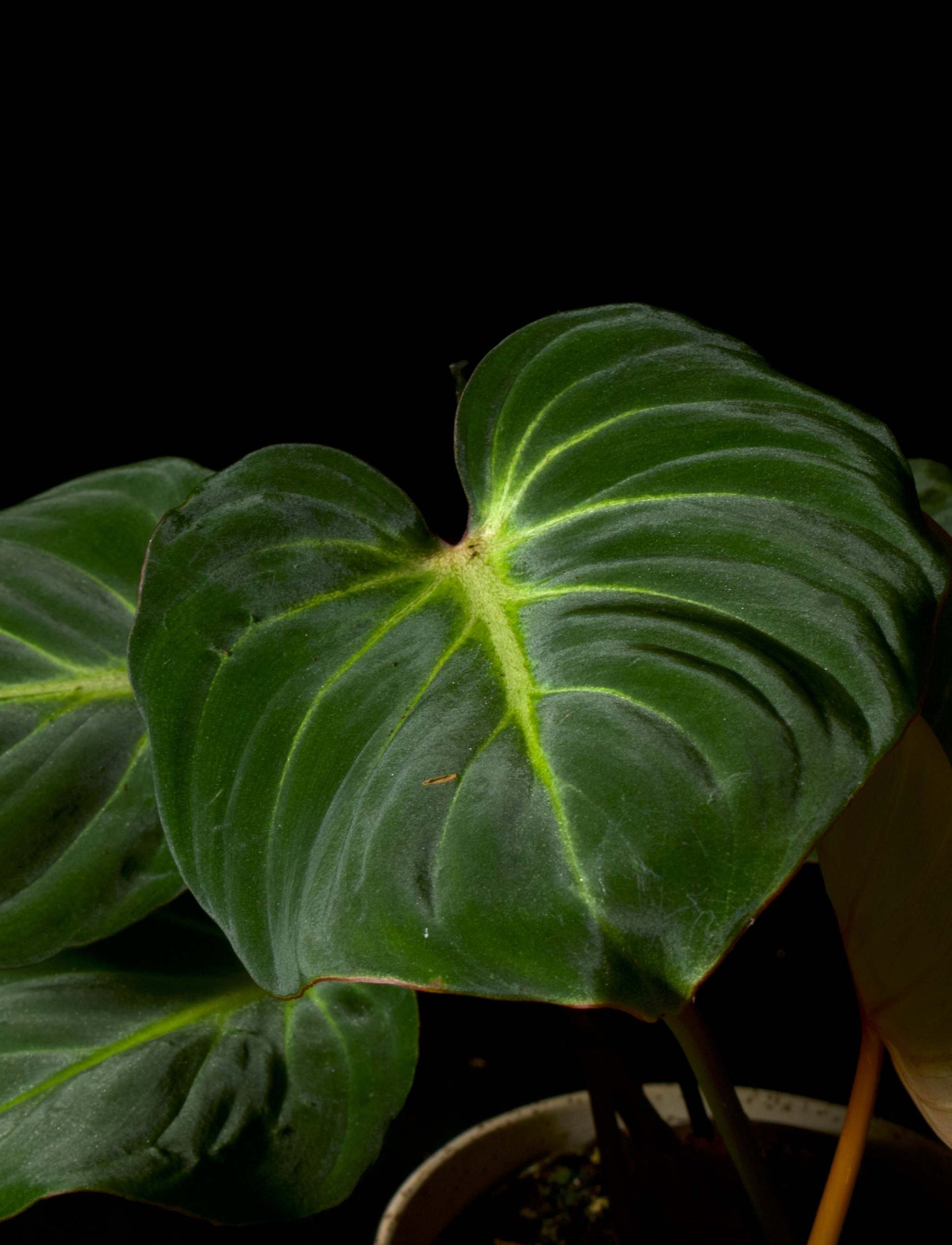 philodendron gloriosum blad
