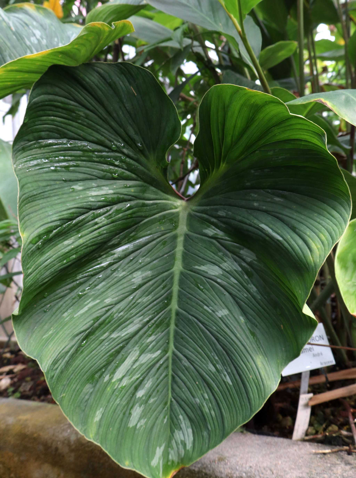 Philodendron mamei