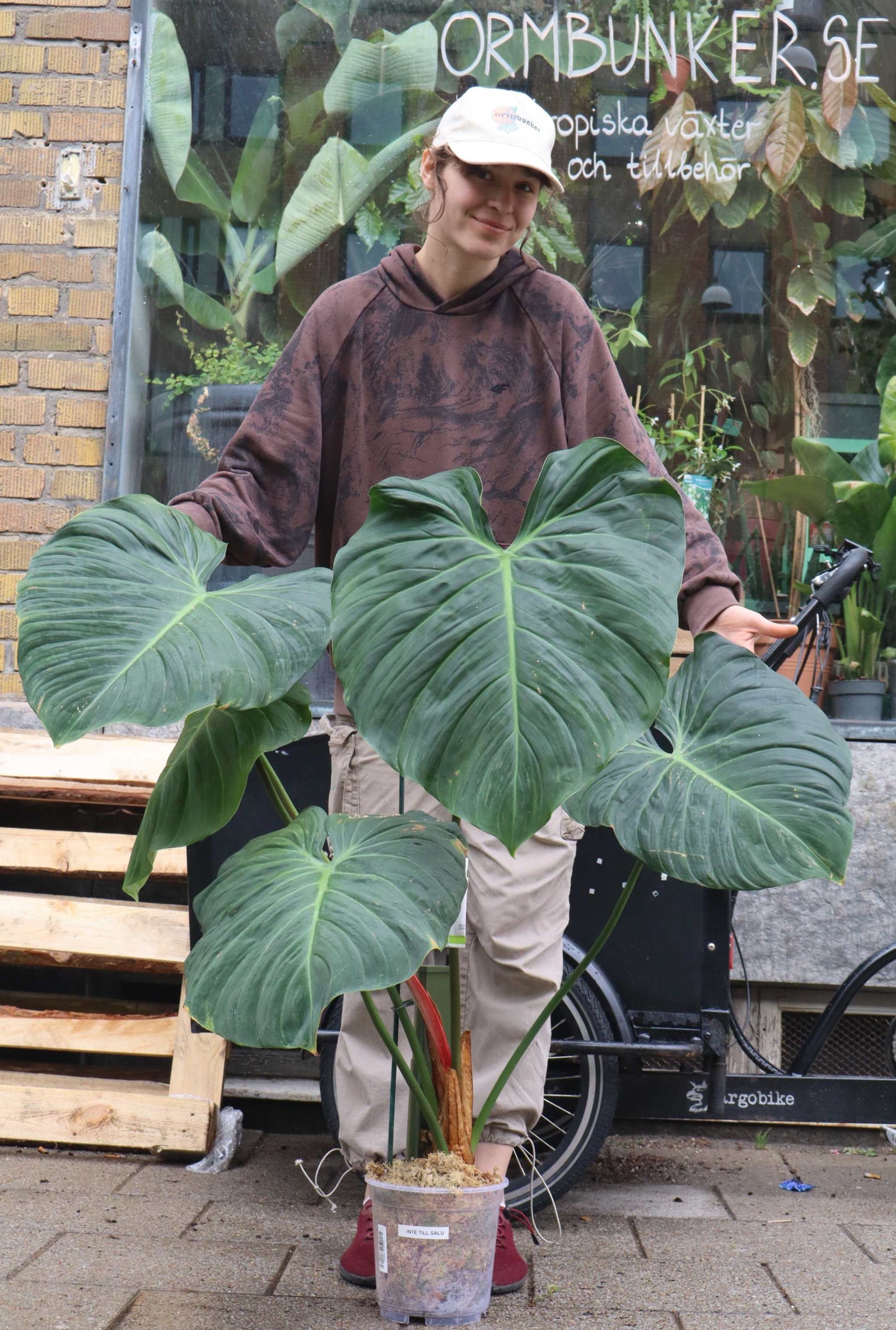 Philodendron rubrijuvenile 'El Choco Red'