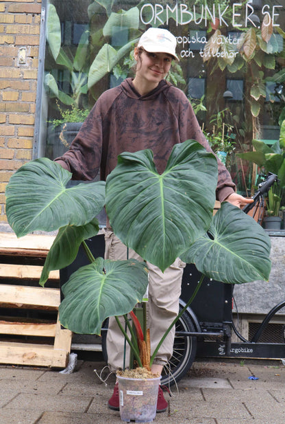 Philodendron rubrijuvenile 'El Choco Red'
