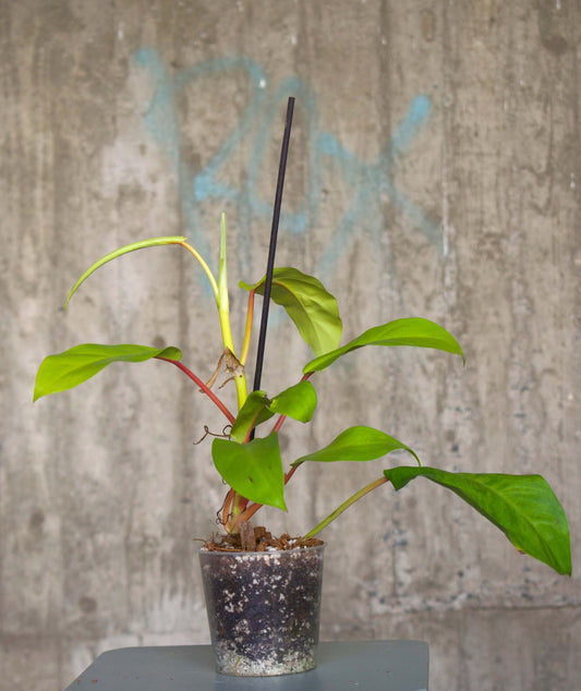 Philodendron Thai Sunrise