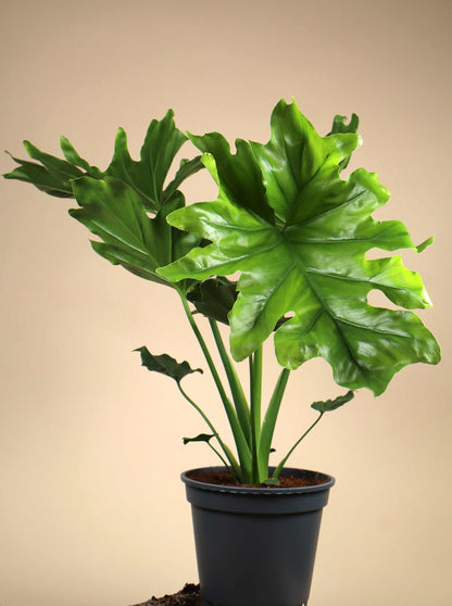 Philodendron bipinnatifidum