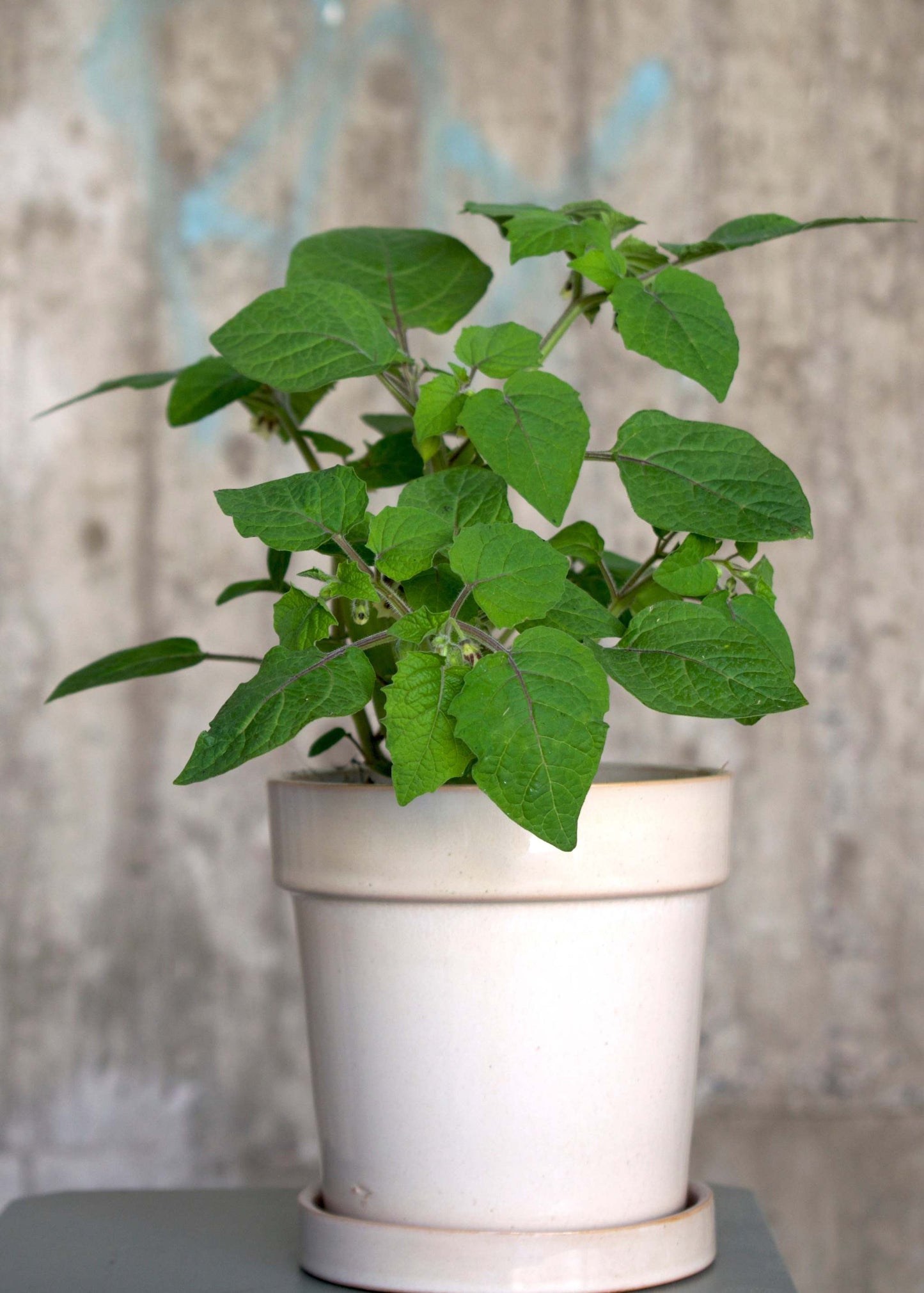 Physalis peruviana