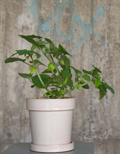 Physalis peruviana