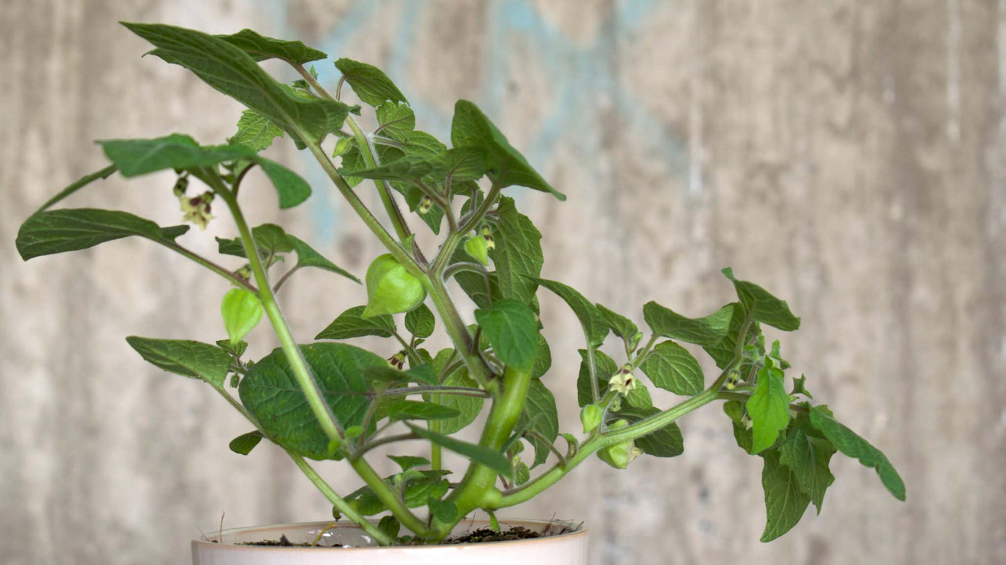 Physalis peruviana