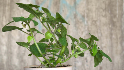 Physalis peruviana