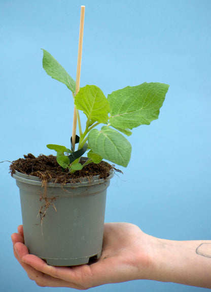 Physalis pruinosa 'Kapkrusbär'