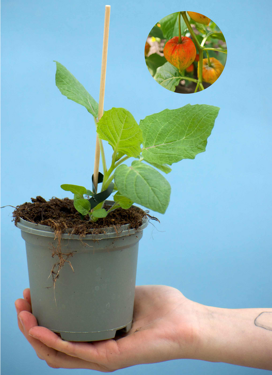 Physalis pruinosa 'Kapkrusbär'