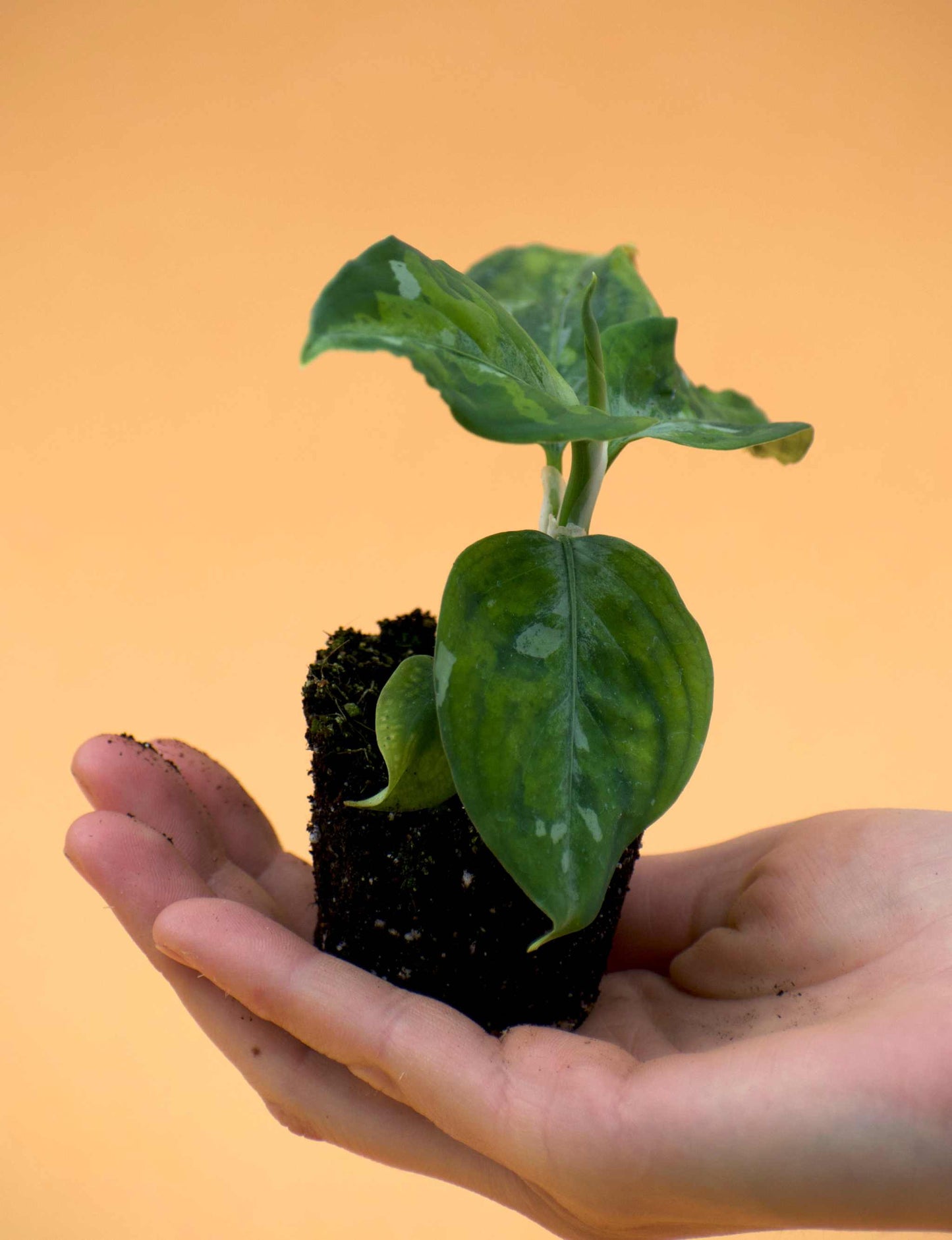 Aglaonema pictum tricolor
