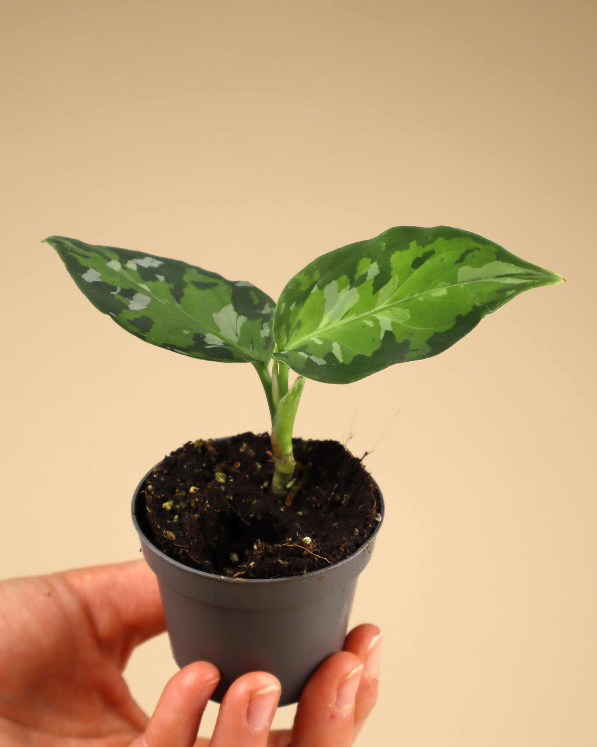 Aglaonema pictum tricolor For Sale | Buy Houseplants online