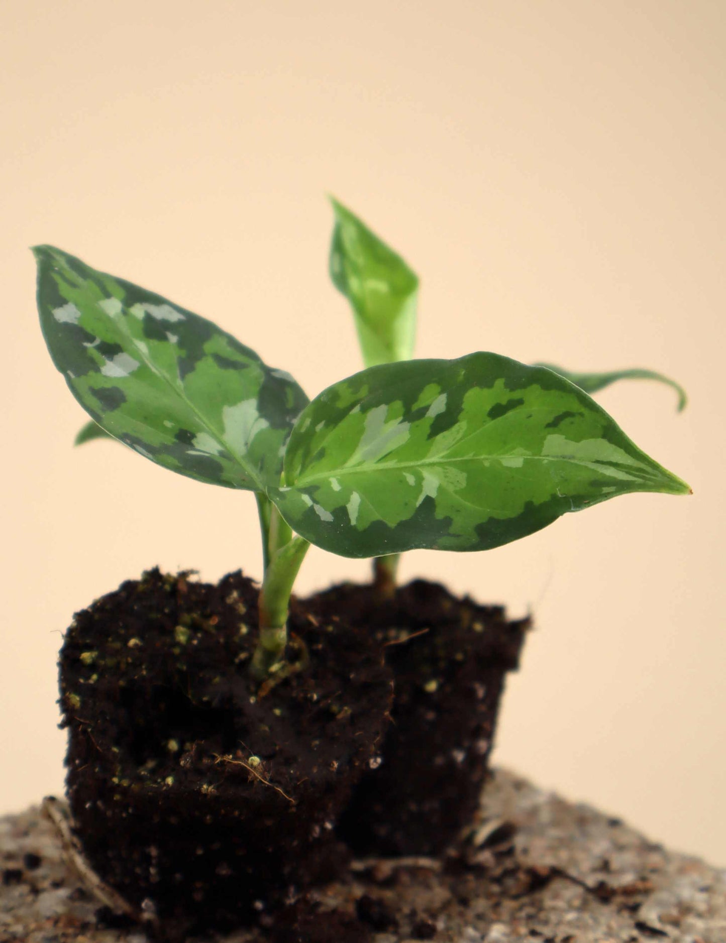 Aglaonema pictum tricolor