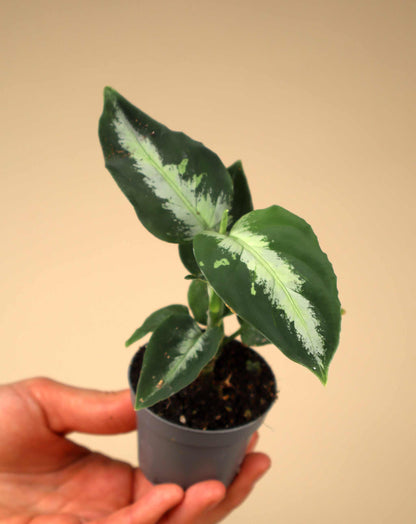 Aglaonema pictum 'Bicolor'