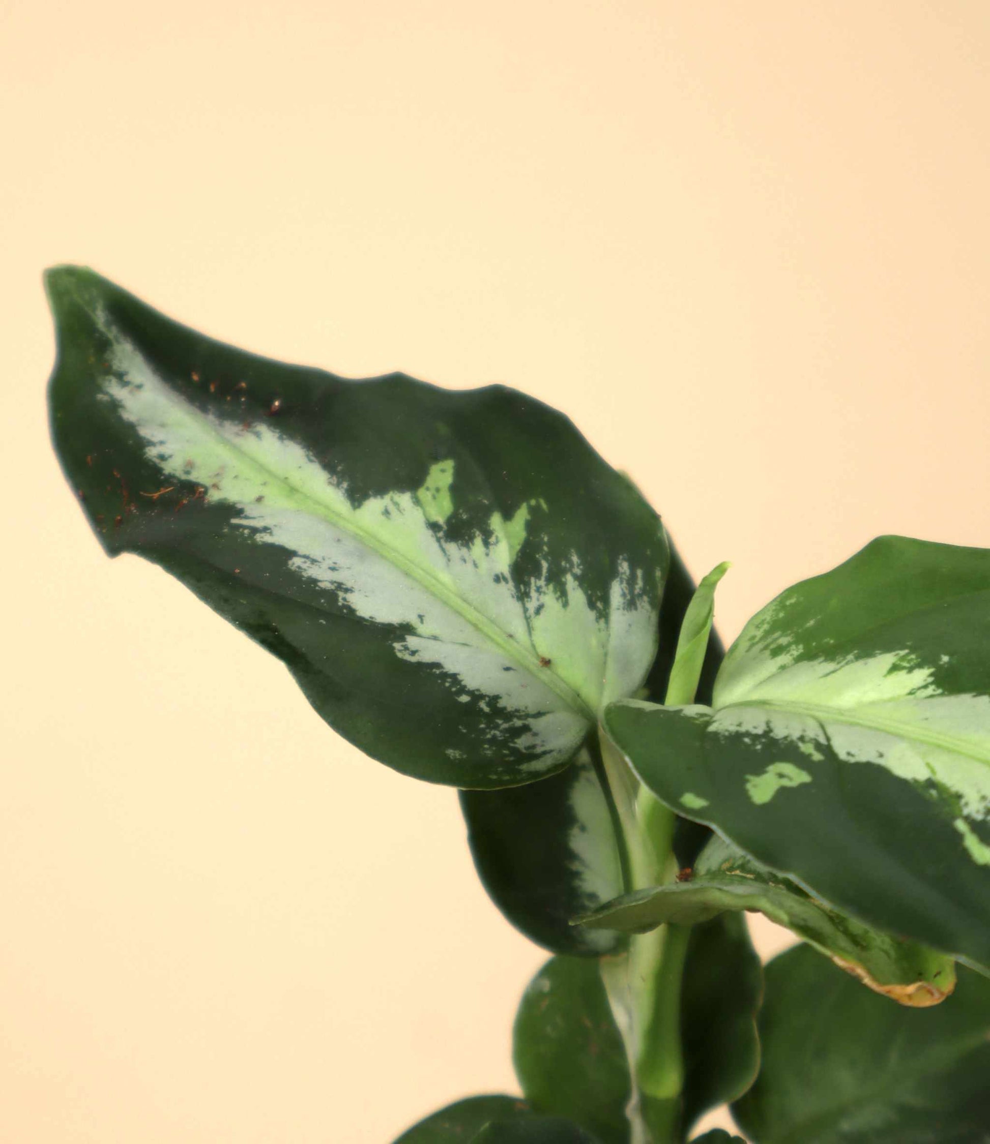 aglaonema bicolor Aglaonema Pictum 'Bicolor'