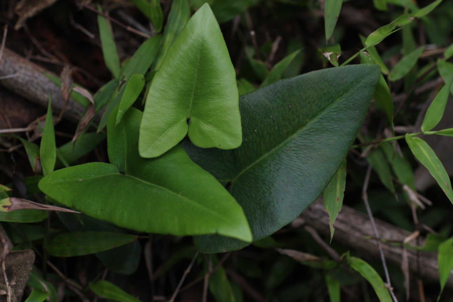 Hemionitis arifolia (Pilbräken)