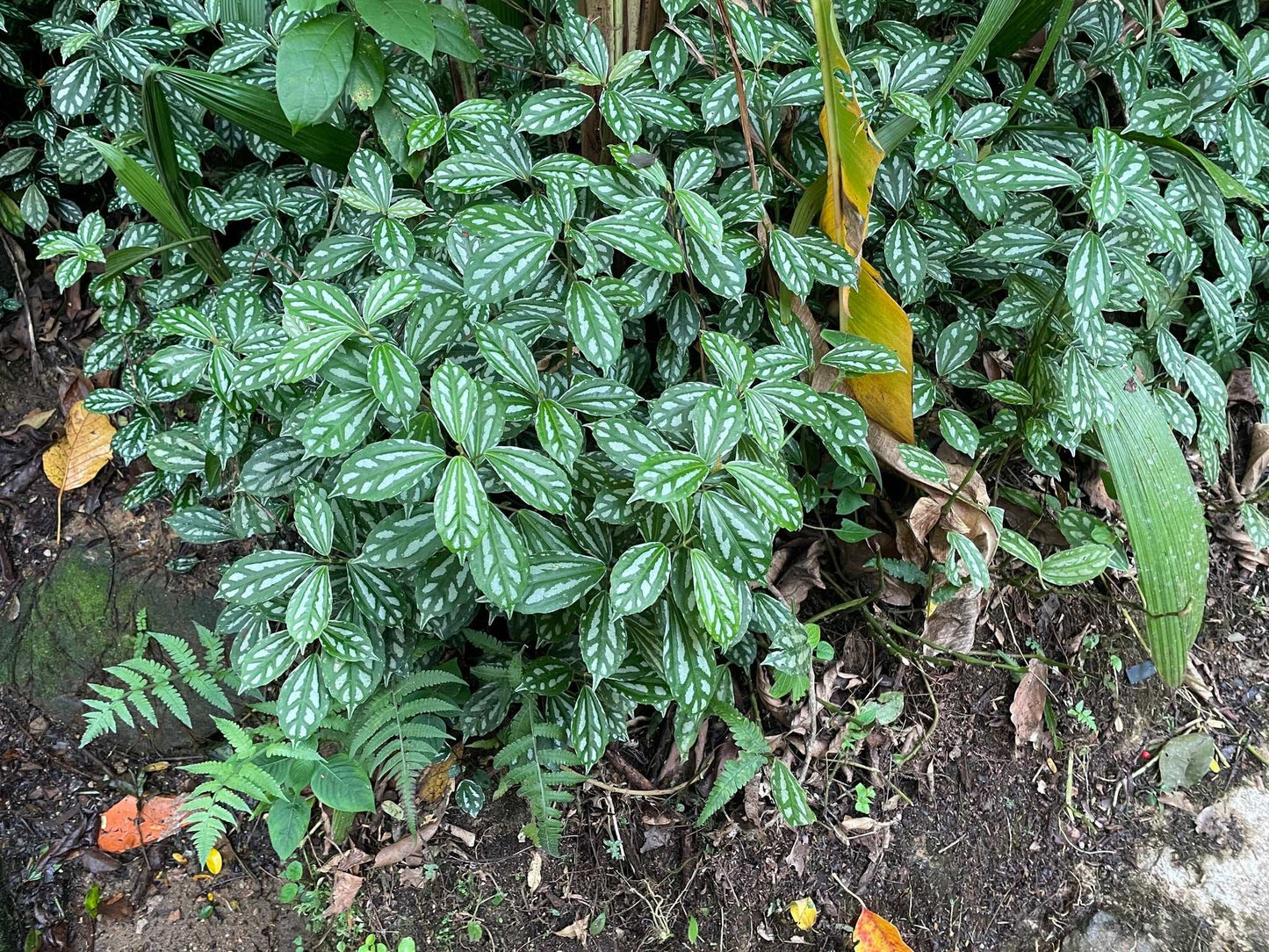 Pilea cadierei 'silverpilea'