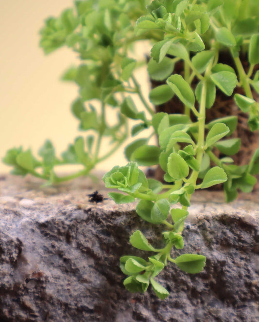 Pilea depressa