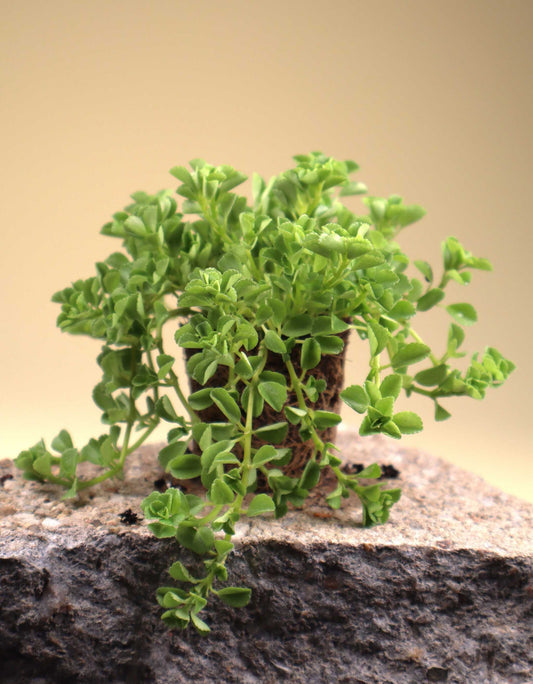 Pilea depressa