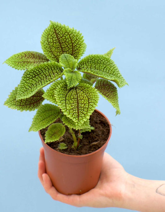 Pilea mollis 'Moon valley'