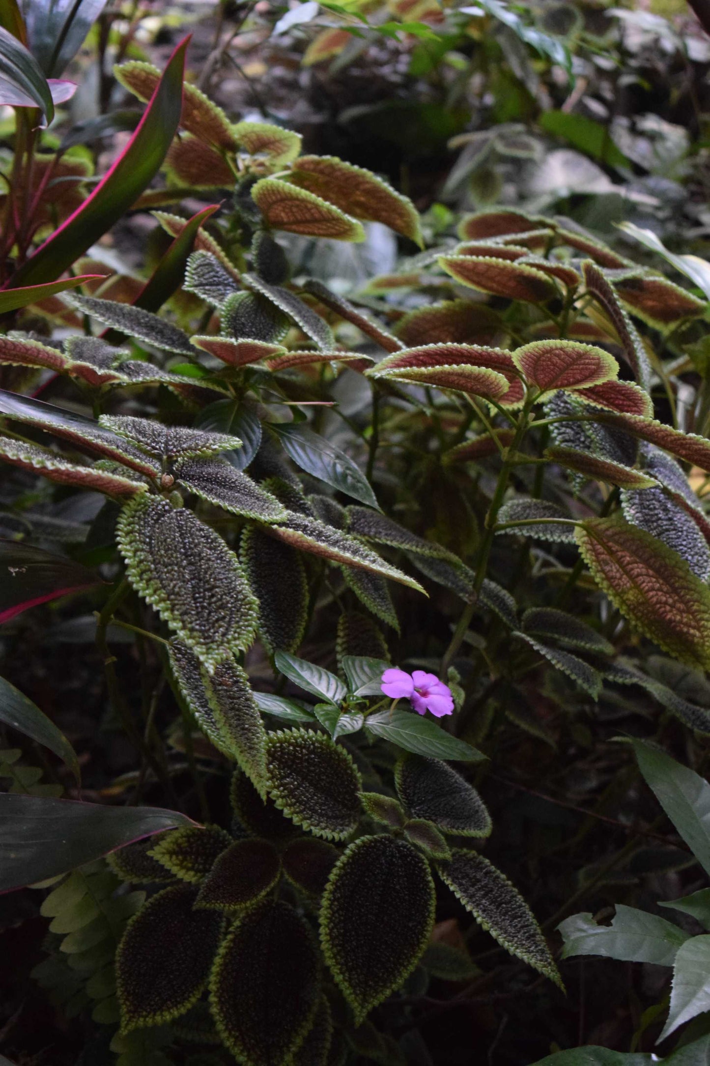 Pilea mollis 'Moon Valley'