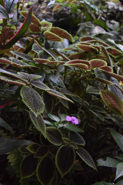 Pilea mollis 'Moon Valley'