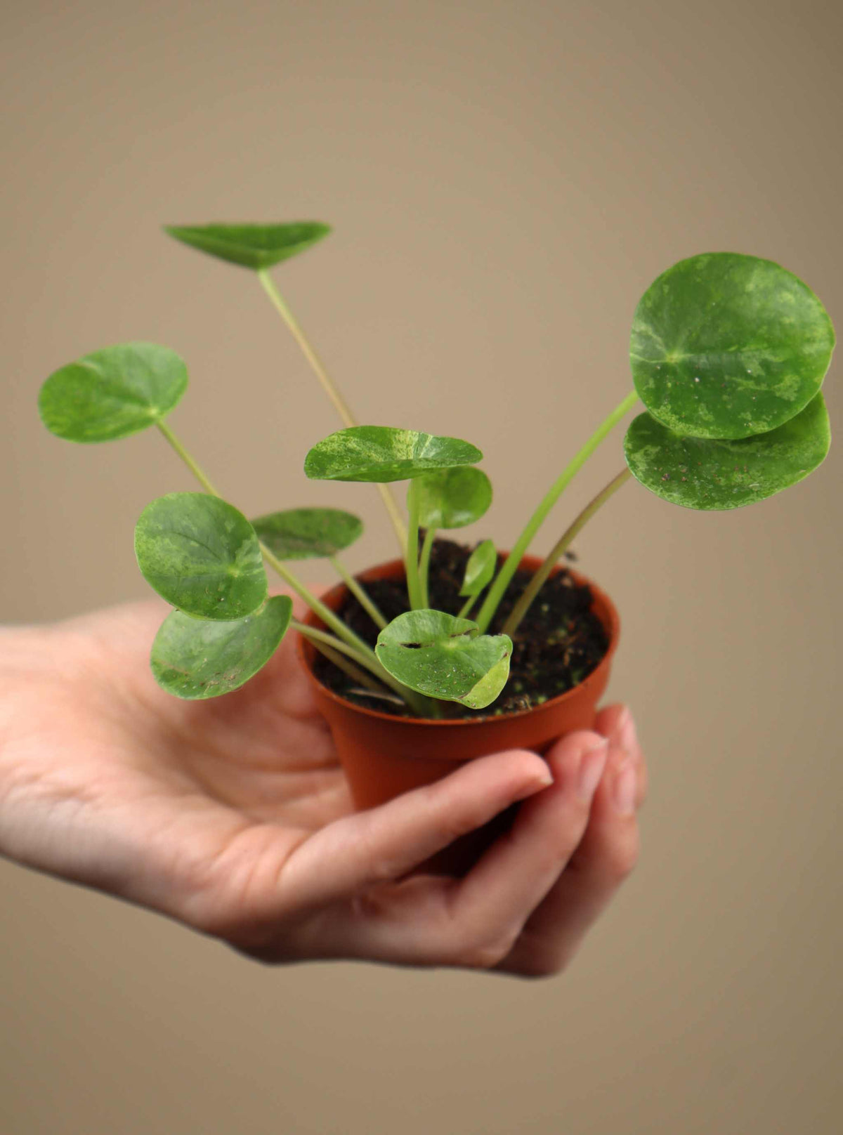 Pilea peperomioides 'Mojito'