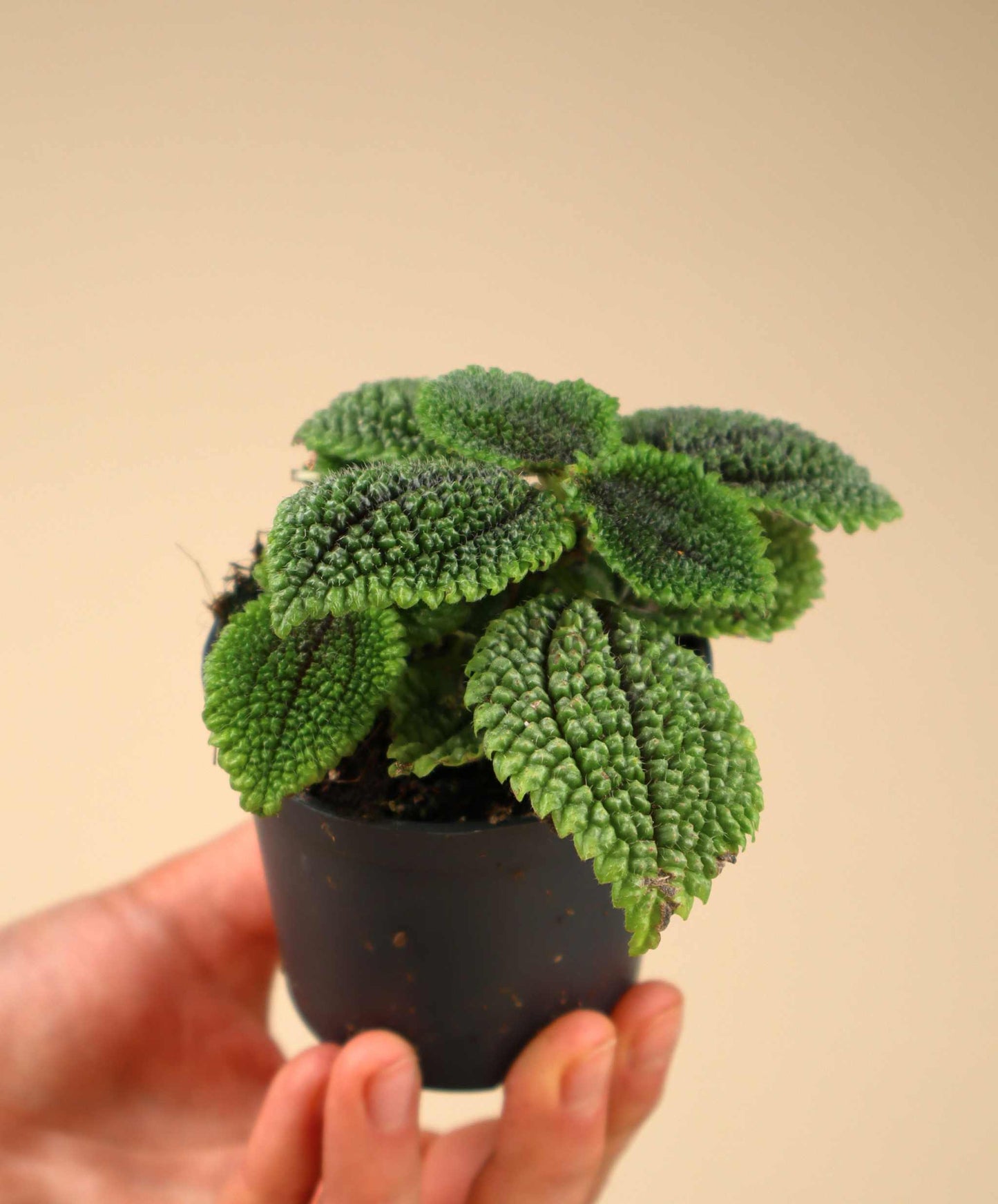 Pilea mollis 'Moon Valley'