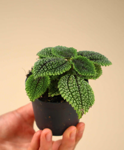 Pilea mollis 'Moon Valley'