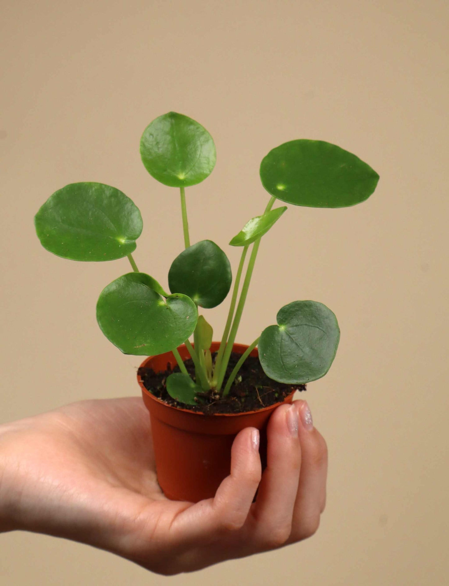 Pilea peperomioides 'elefantöra'