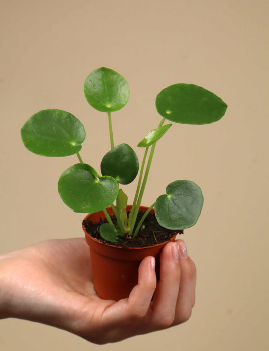 Pilea peperomioides 'elefantöra'