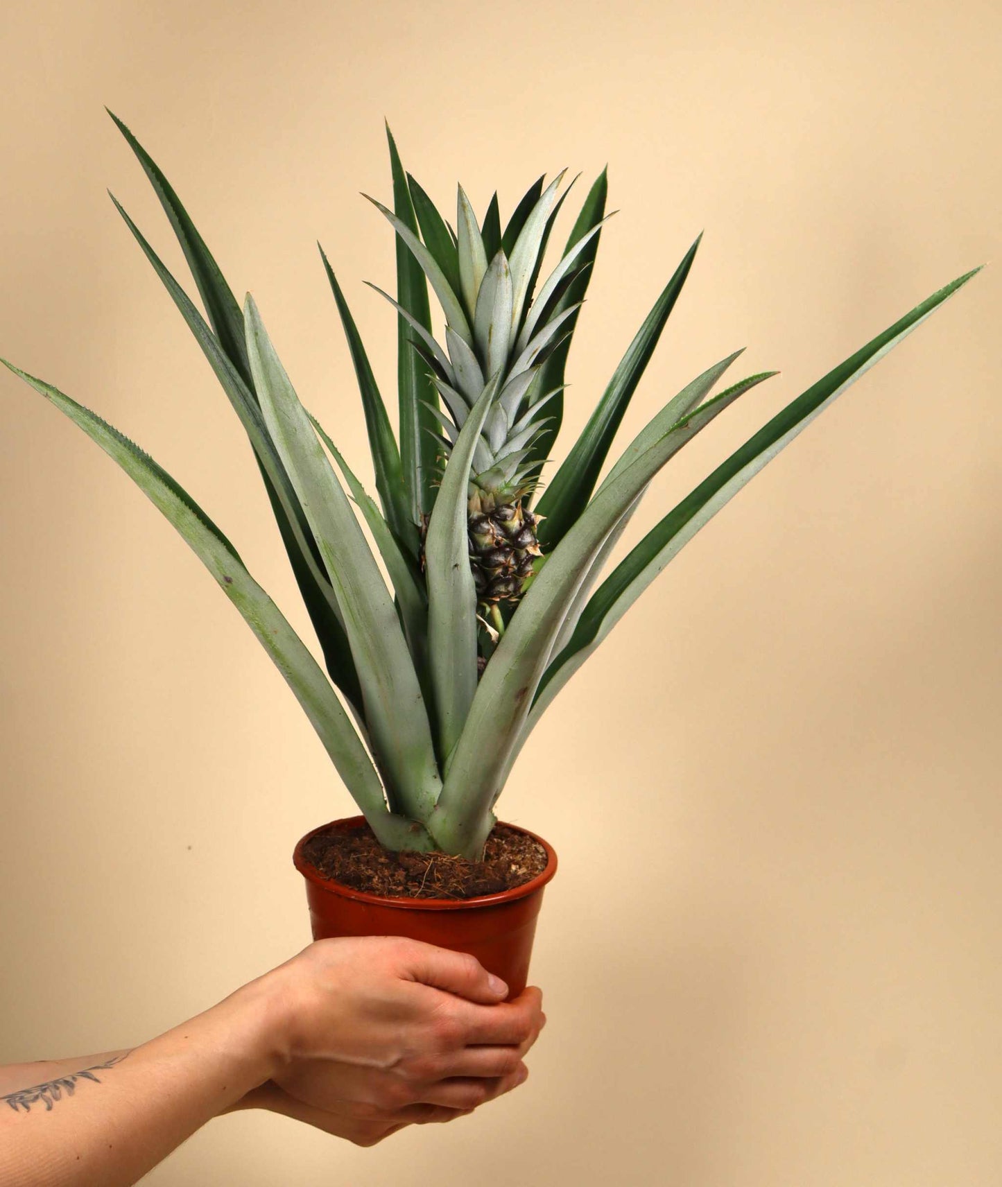 Ananas comosus (ätbar)