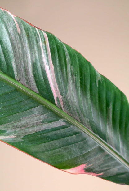Musa Nono 'Hot pink banana'