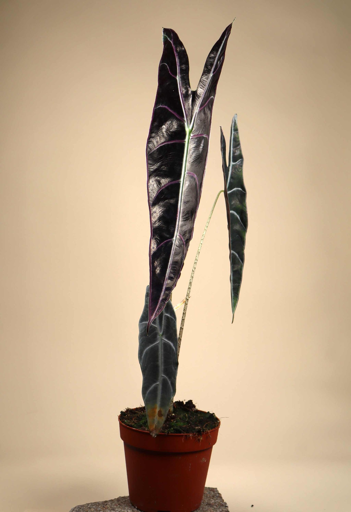 Alocasia longiloba 'purple'