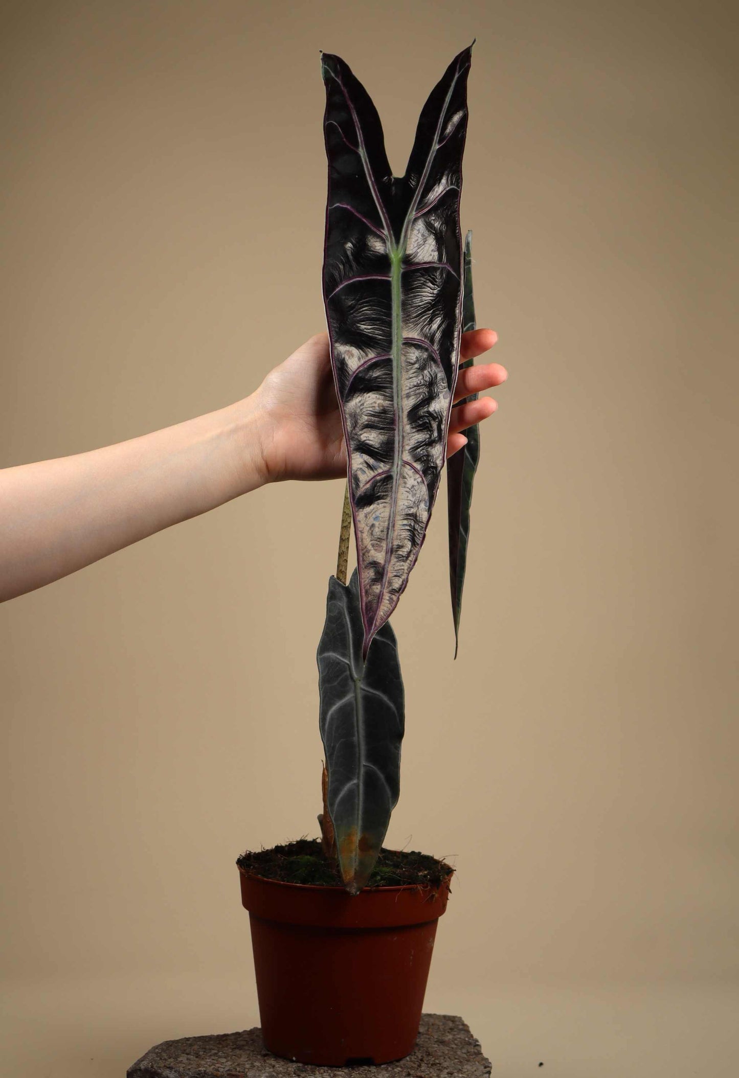 Alocasia longiloba 'purple'