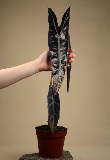Alocasia longiloba 'purple'