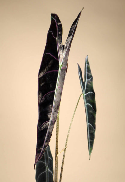 Alocasia longiloba 'purple'