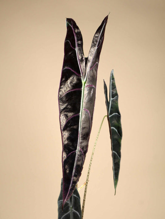 Alocasia longiloba 'purple'