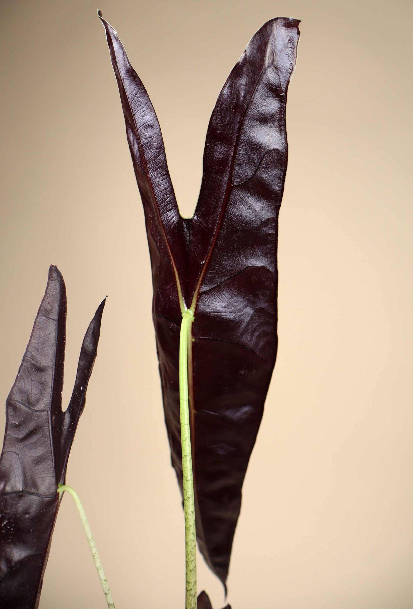Alocasia longiloba 'purple'
