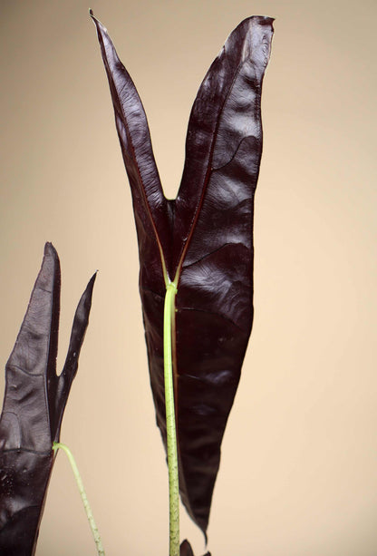 Alocasia longiloba 'purple'