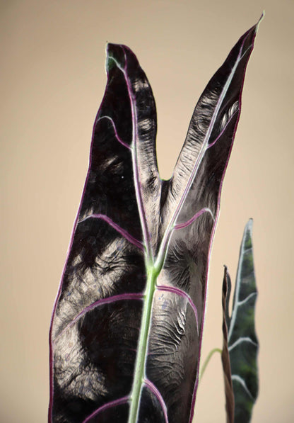 Alocasia longiloba 'purple'