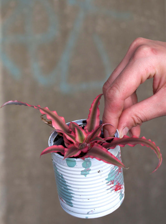 Cryptanthus bivittatus 'Pink Starlite'