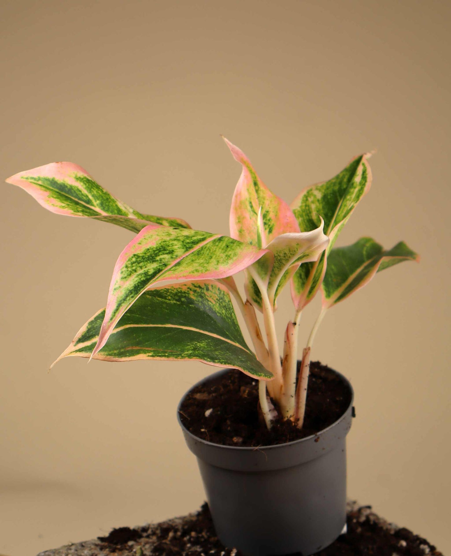 Aglaonema Lipstick pink