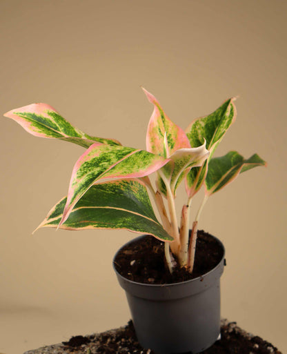 Aglaonema Lipstick pink