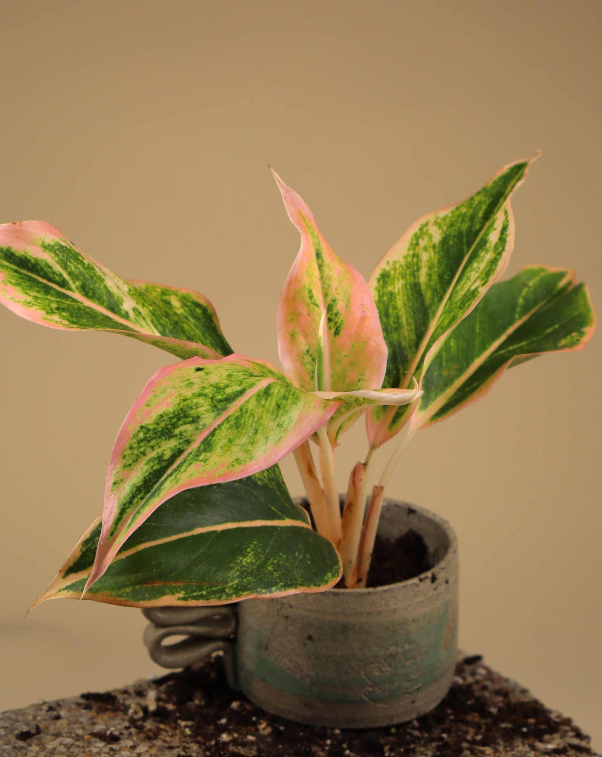 aglaonema pink lipstick Aglaonema Lipstick Pink | Buy Cheap Plants Online